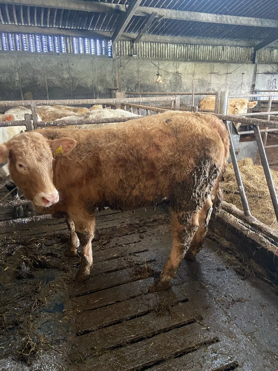 heifers Ennis Tuesday - Image 2