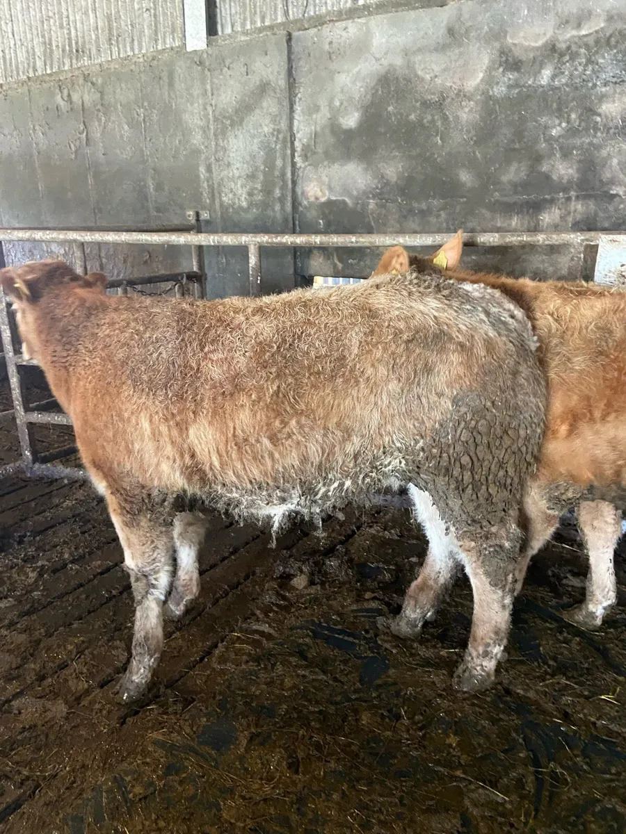 heifers Ennis Tuesday - Image 3