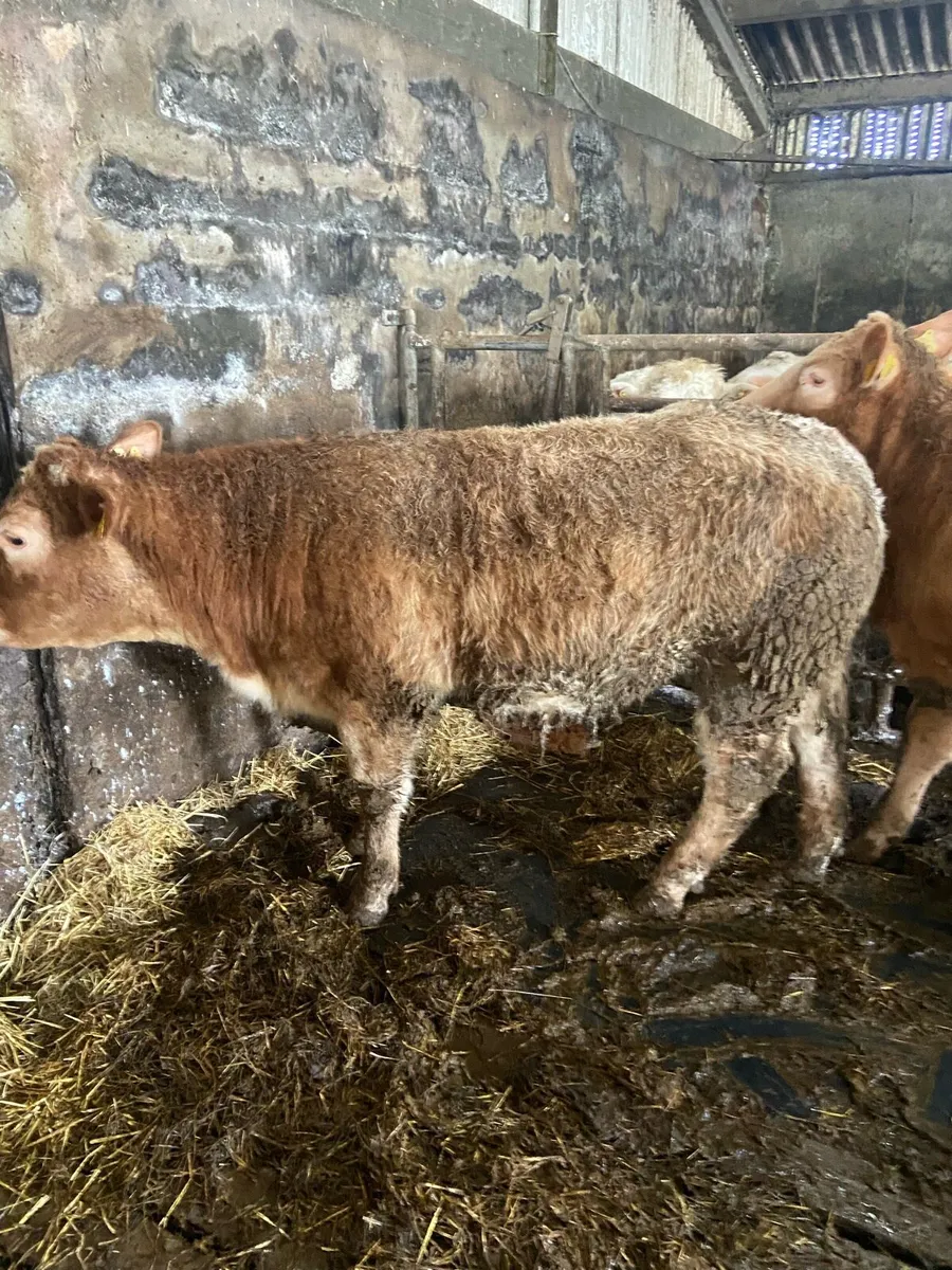 heifers Ennis Tuesday - Image 4