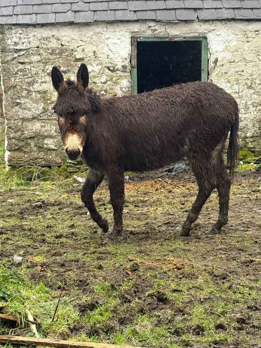 Three-year-old Mare  Donkey - Image 2