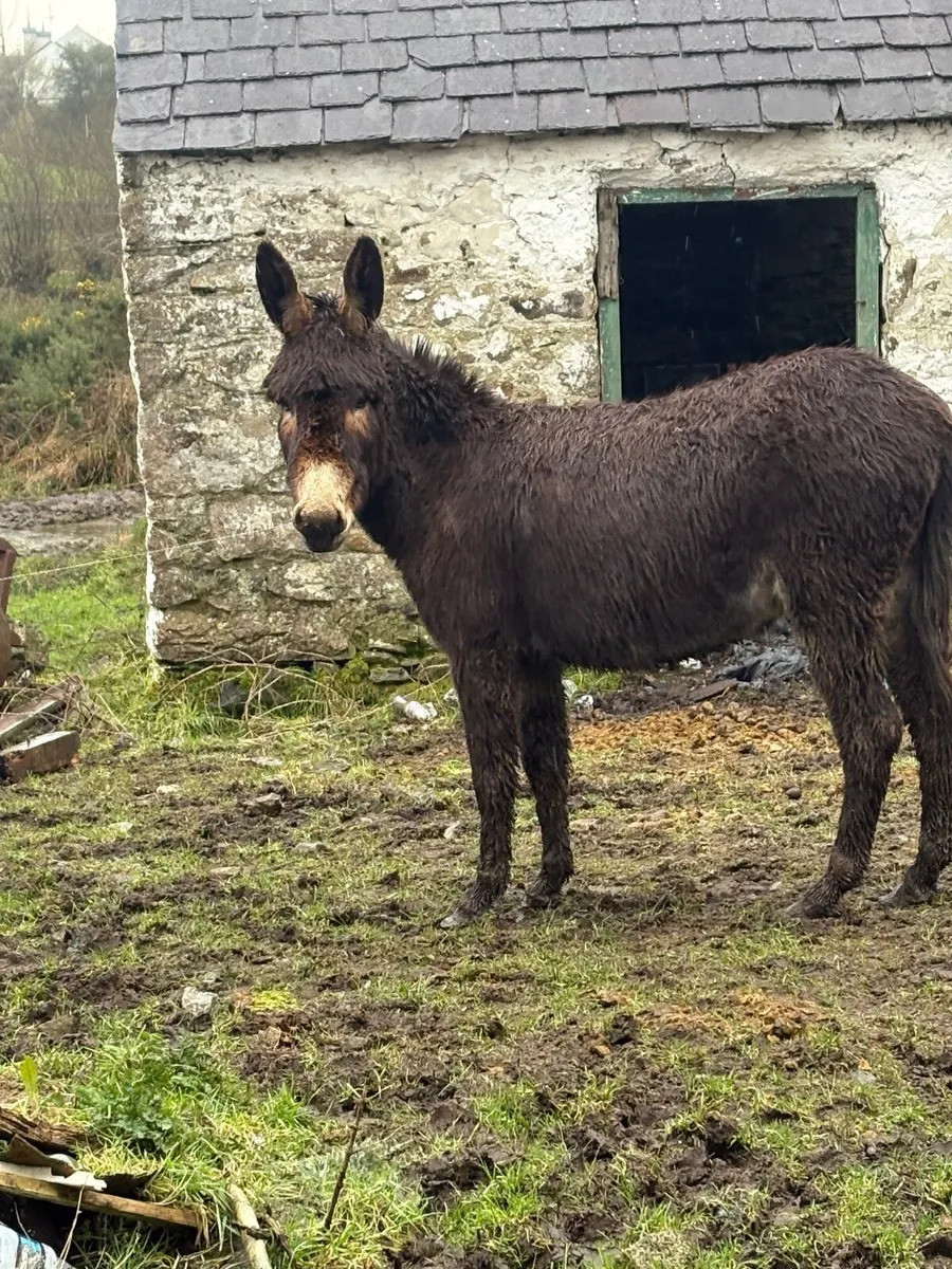Three-year-old Mare  Donkey - Image 1