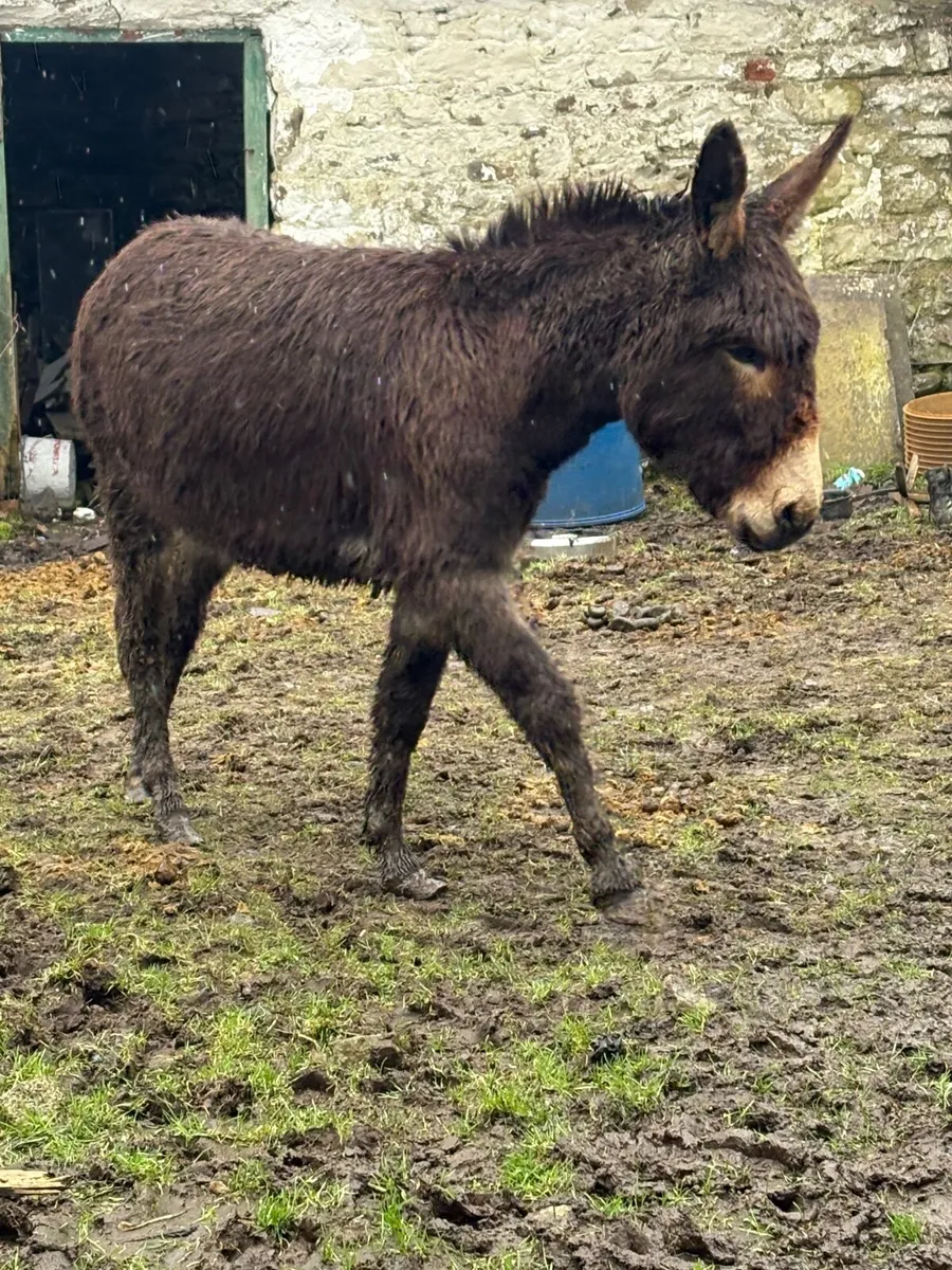 Three-year-old Mare  Donkey - Image 3