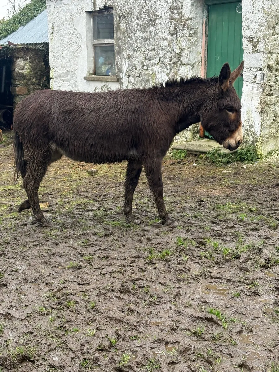 Three-year-old Mare  Donkey - Image 4
