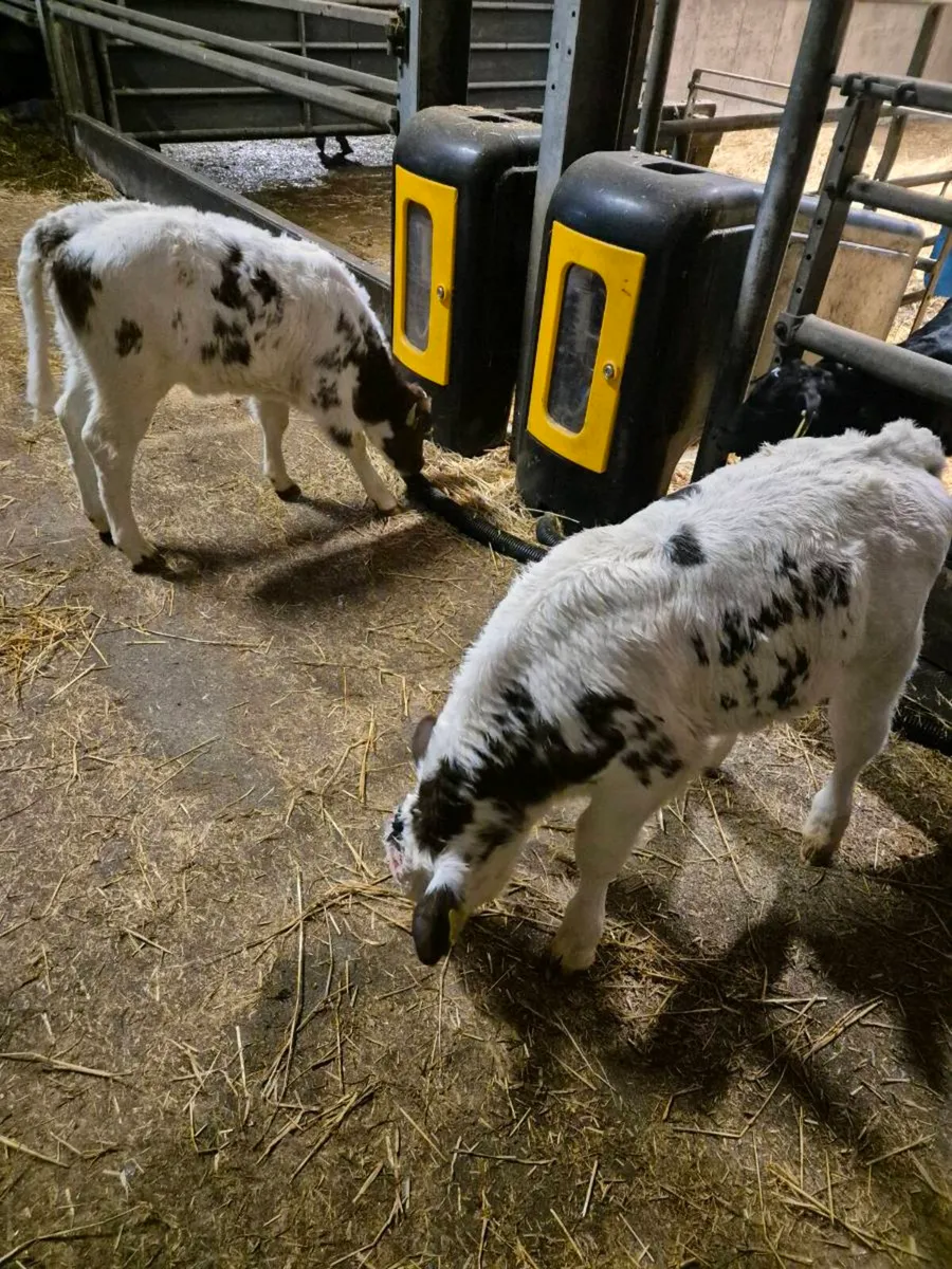 Blue heifers Suitable for breeding - Image 4