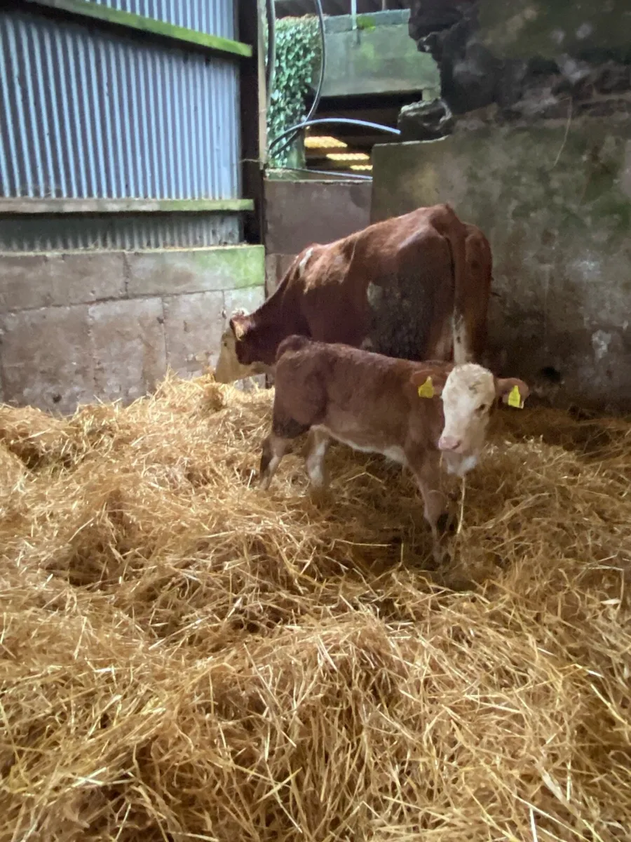 🌟PBNR SIMMENTAL FIRST CALVER 🌟 - Image 2