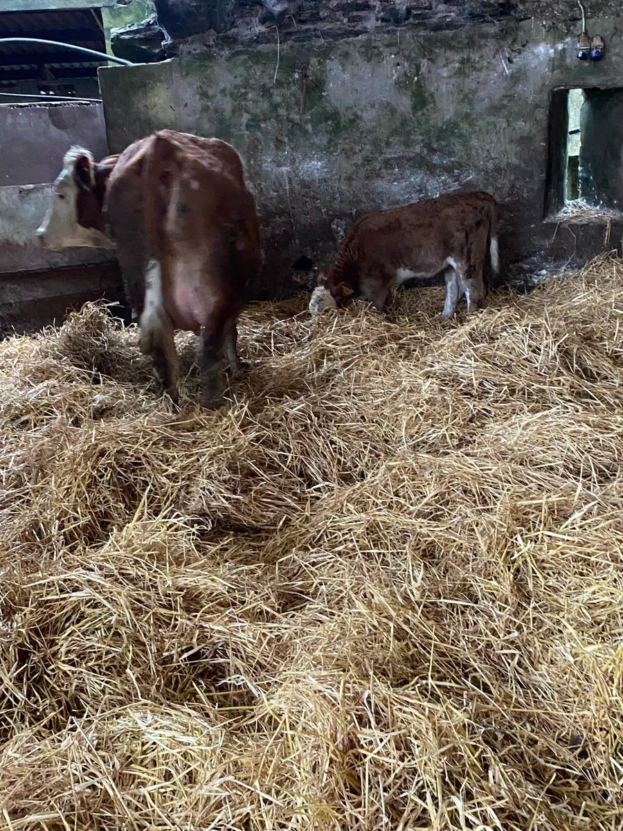 🌟PBNR SIMMENTAL FIRST CALVER 🌟 - Image 3