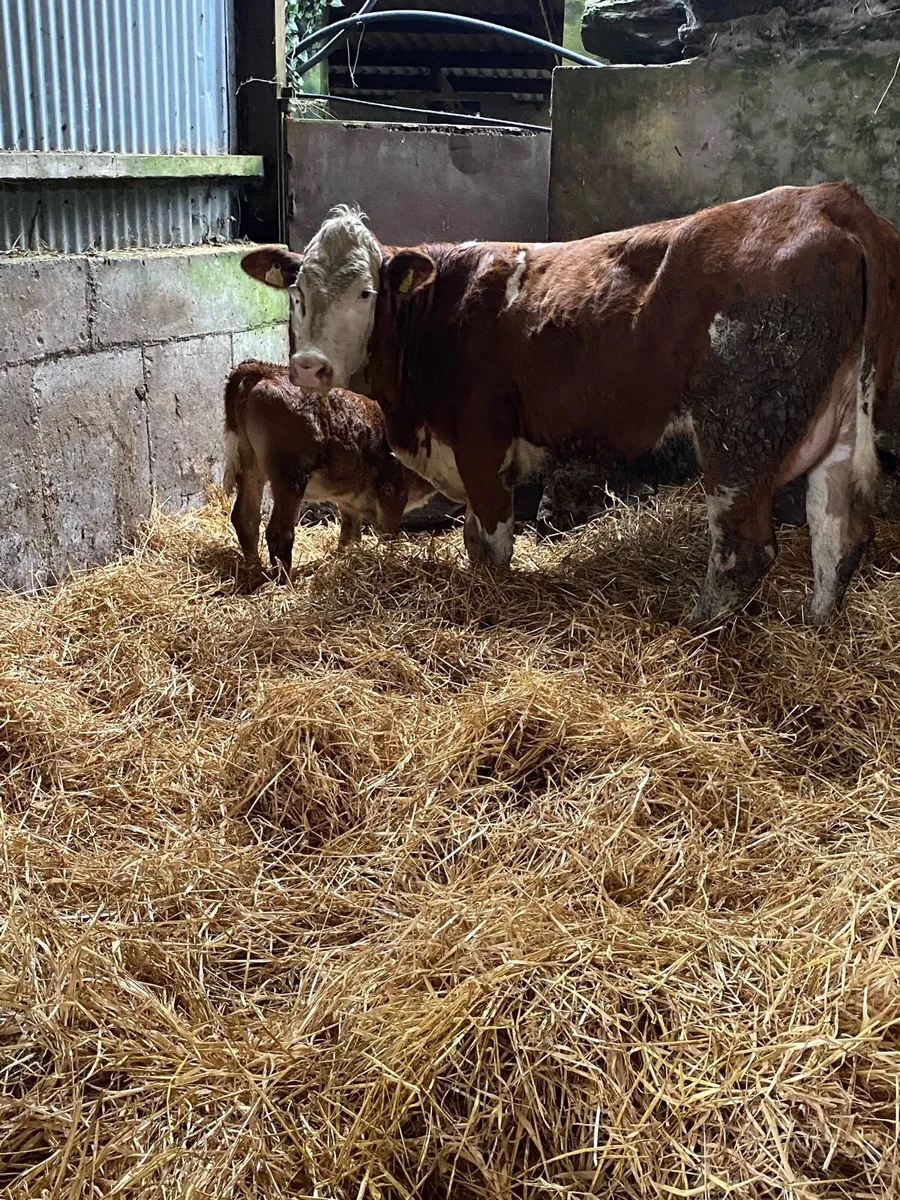 🌟PBNR SIMMENTAL FIRST CALVER 🌟 - Image 1
