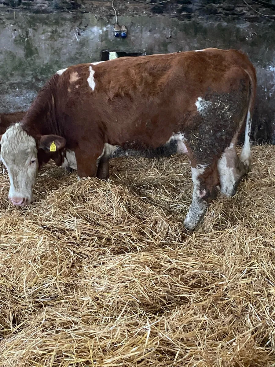 🌟PBNR SIMMENTAL FIRST CALVER 🌟 - Image 4