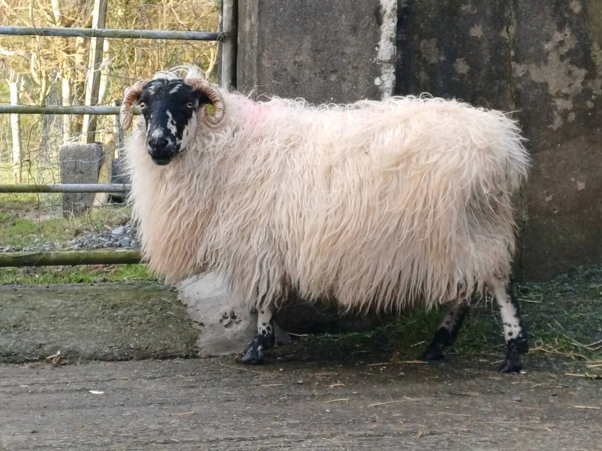 In lamb ewes - Image 4