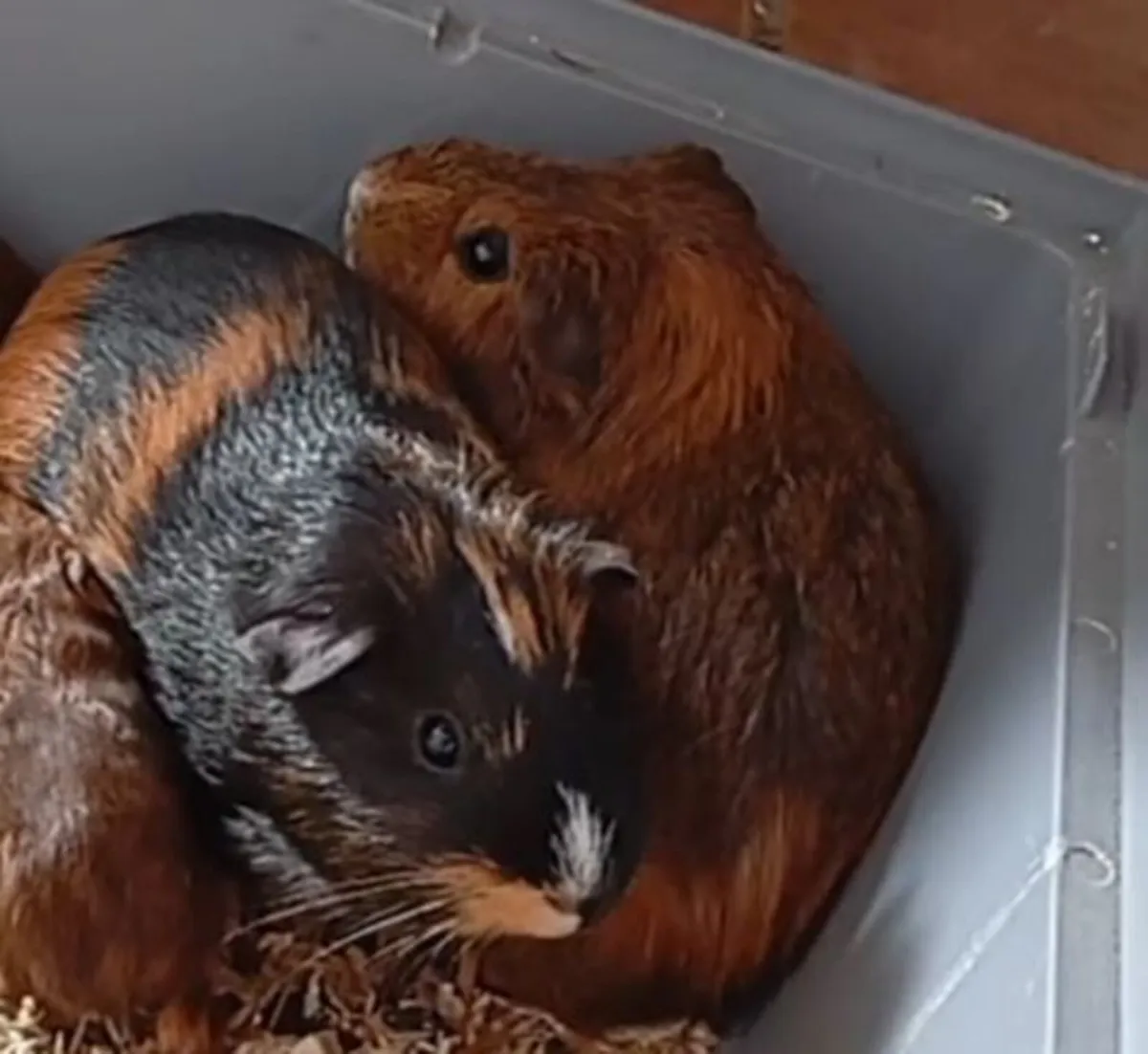 Guinea pigs - Image 2