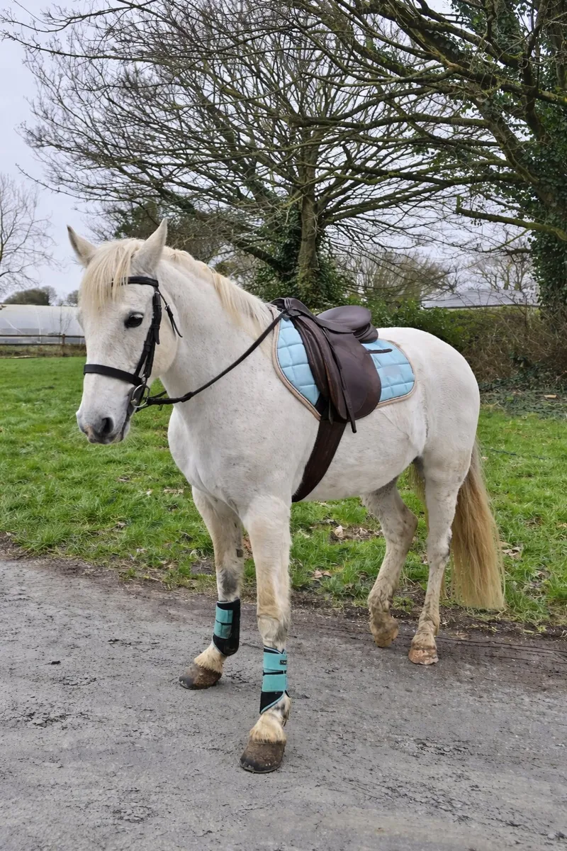 14.2h pony - Image 1