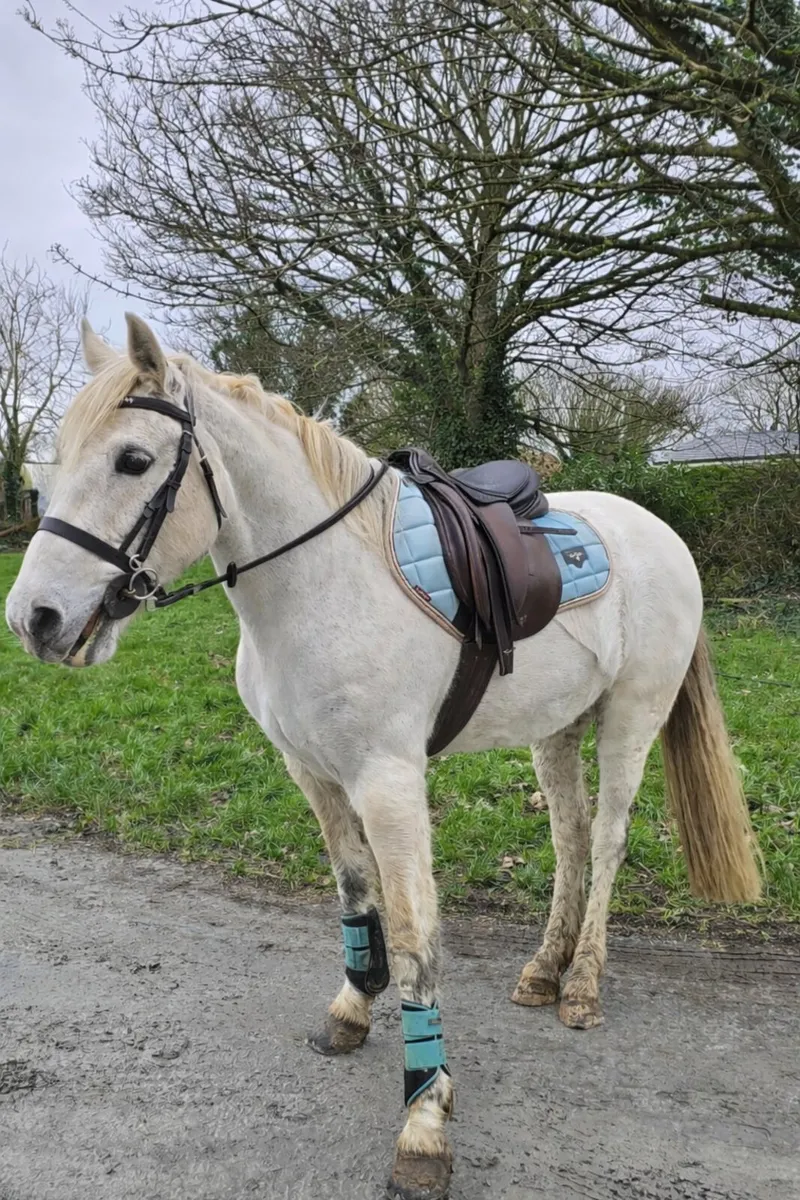 14.2h pony - Image 2