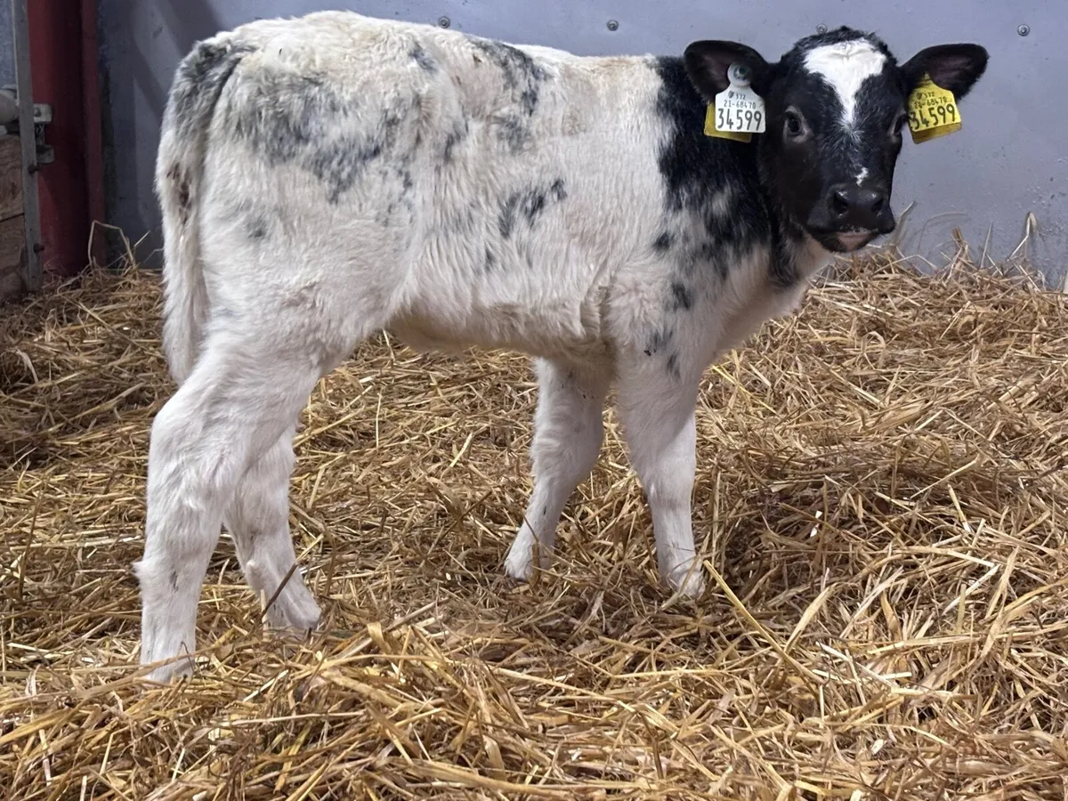 2 Belgium blue heifer calves for sale - Image 1