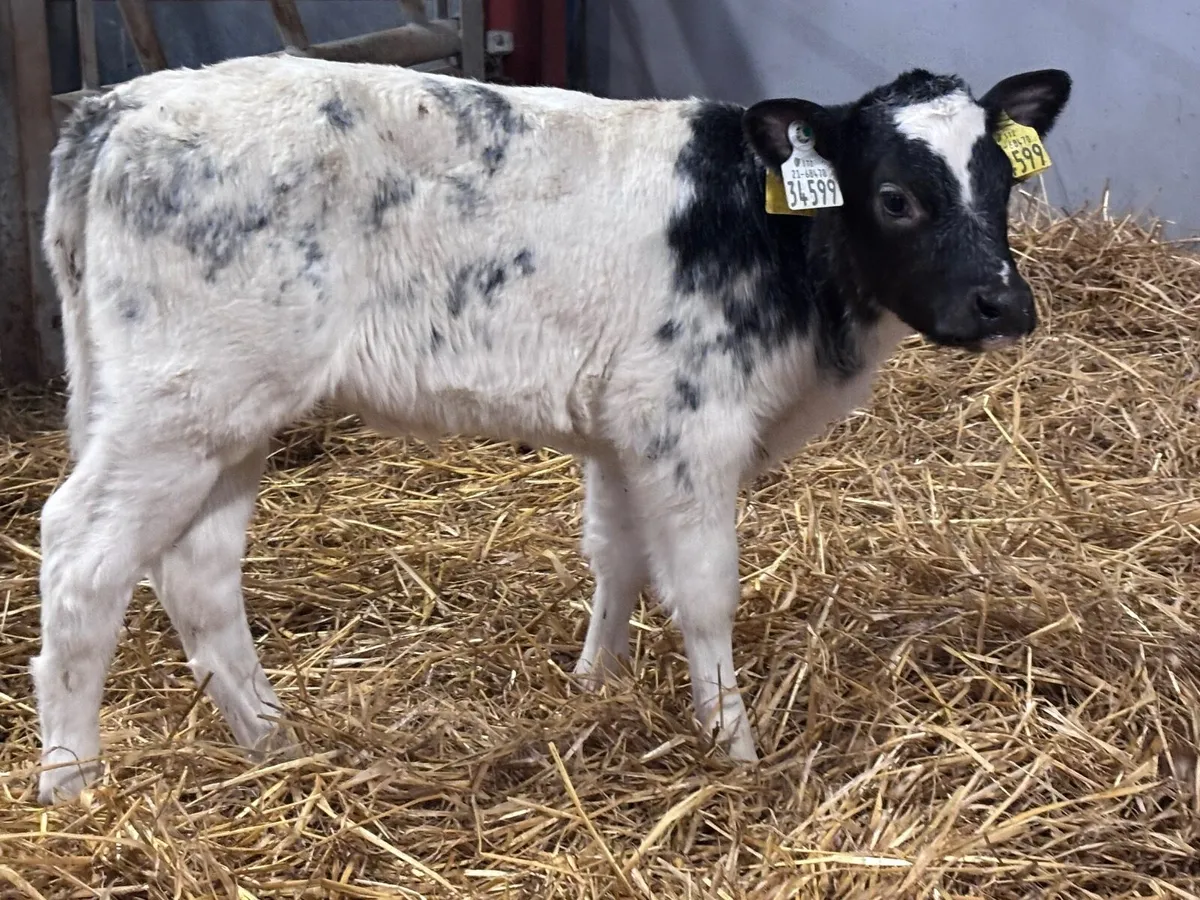2 Belgium blue heifer calves for sale - Image 3