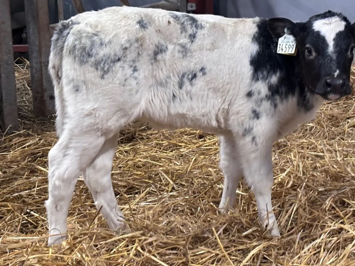 2 Belgium blue heifer calves for sale - Image 4