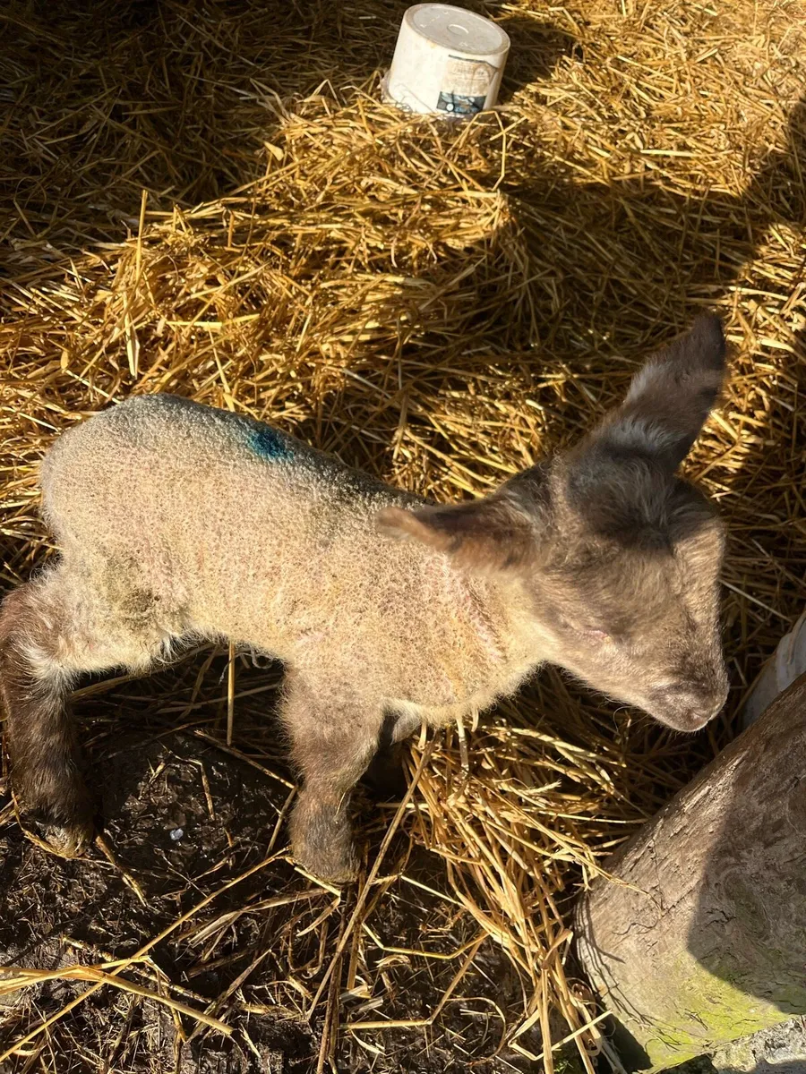 Foster lambs - Image 1