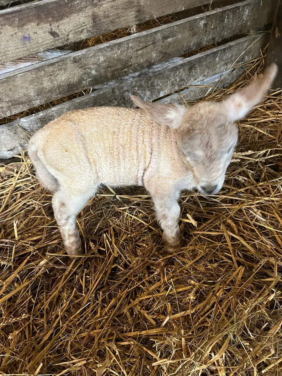 Foster lambs - Image 2