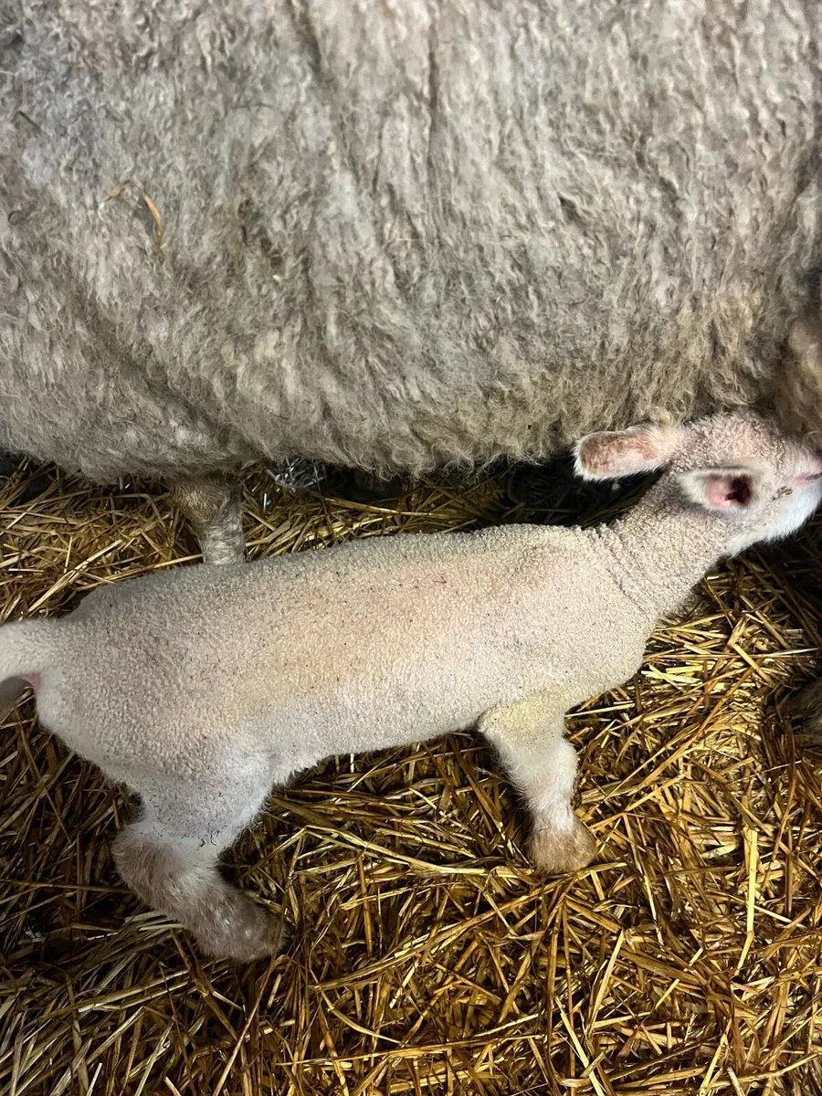 Foster lambs - Image 3