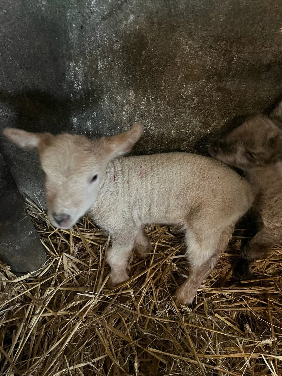 Foster lambs - Image 4