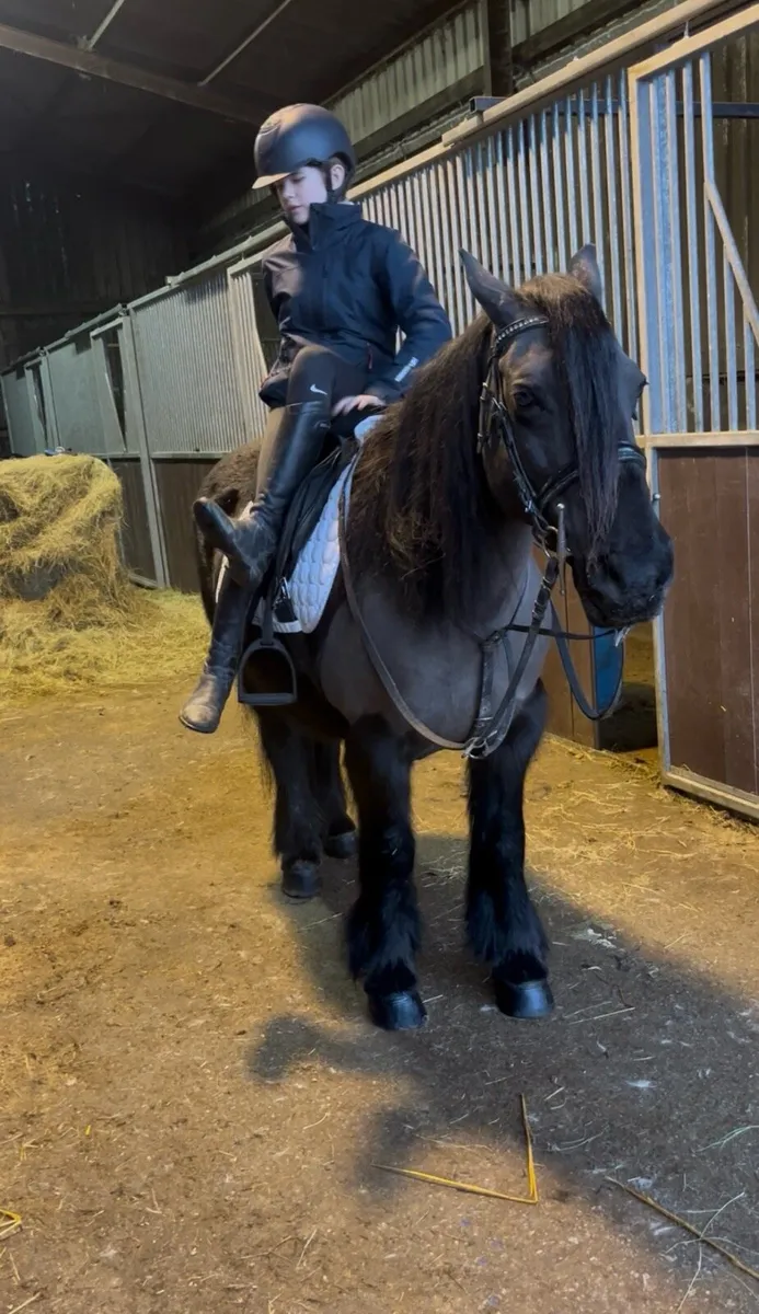 💫beauty 132cm kids pony💫 - Image 4