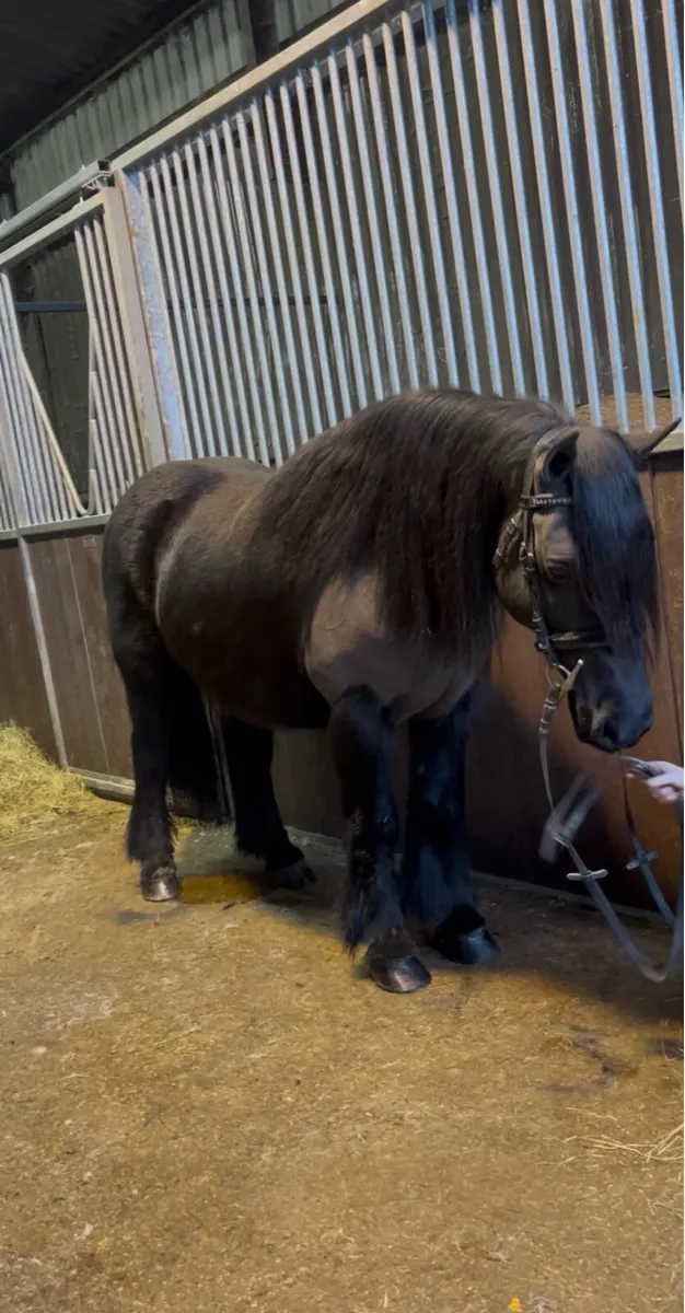 💫beauty 132cm kids pony💫 - Image 3