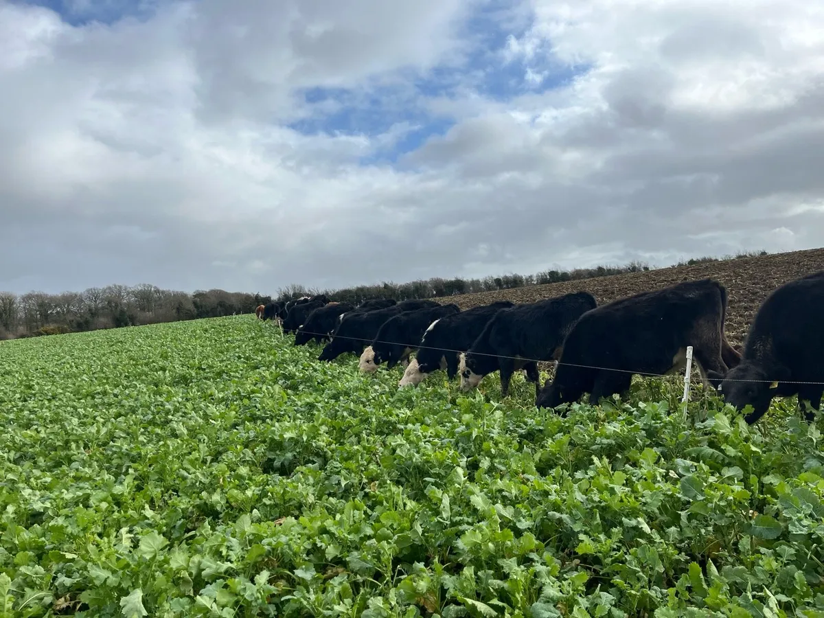 Smashing Wealings 🤩🤩 - Image 4