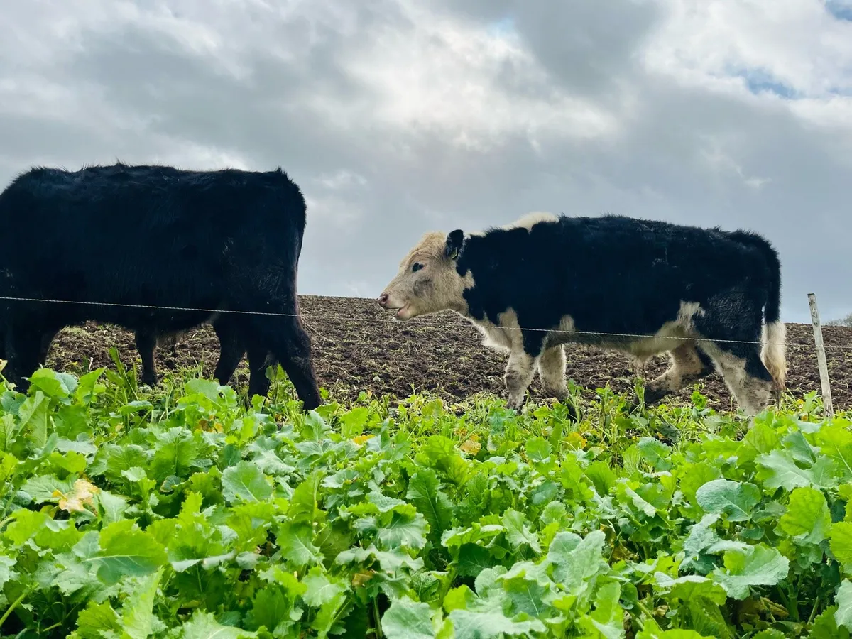 Smashing Wealings 🤩🤩 - Image 2