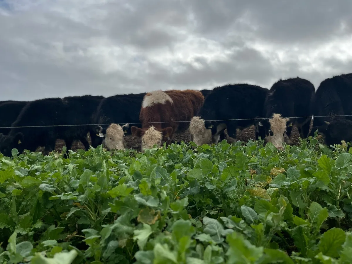 Smashing Wealings 🤩🤩 - Image 1