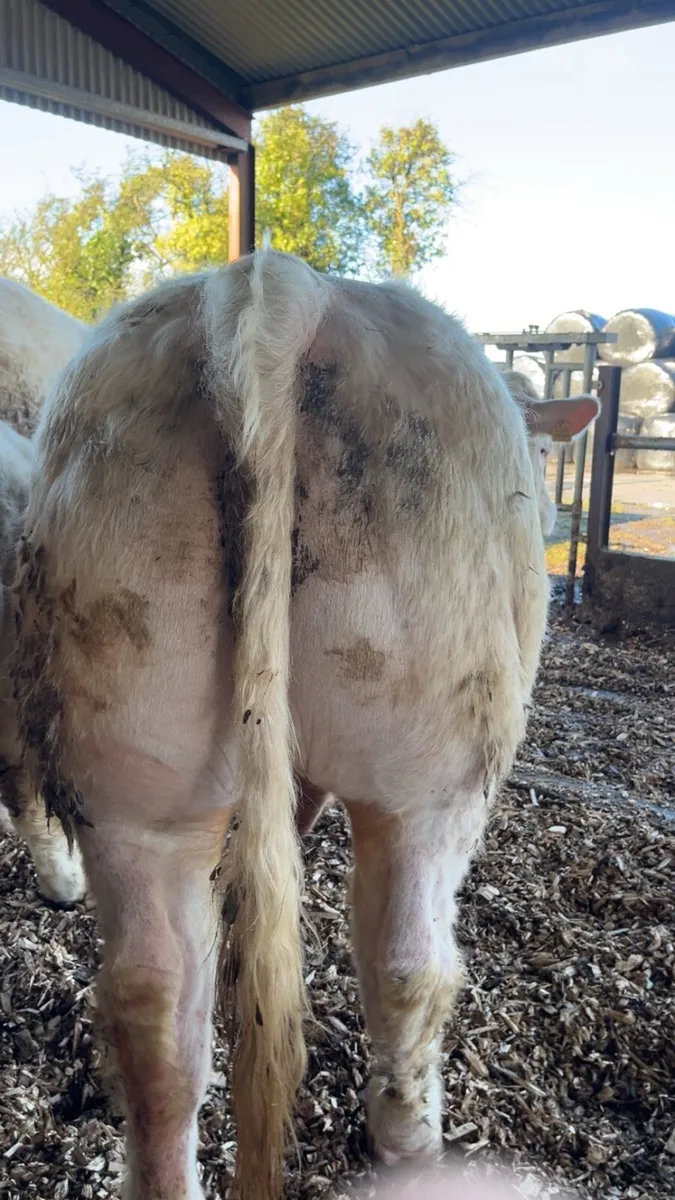 Charolais bull - Image 4