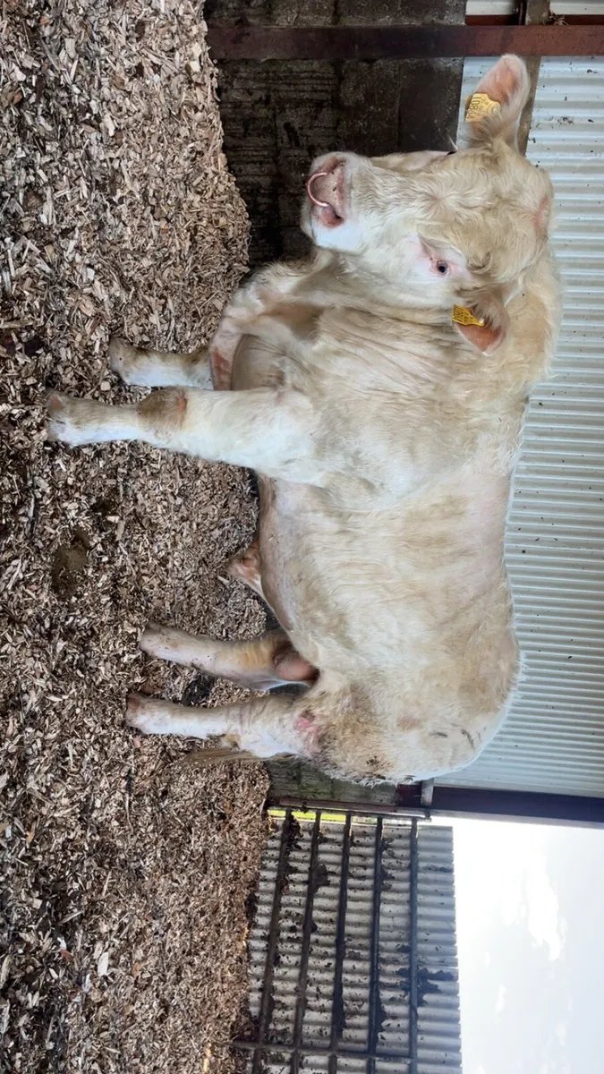 Charolais bull - Image 1