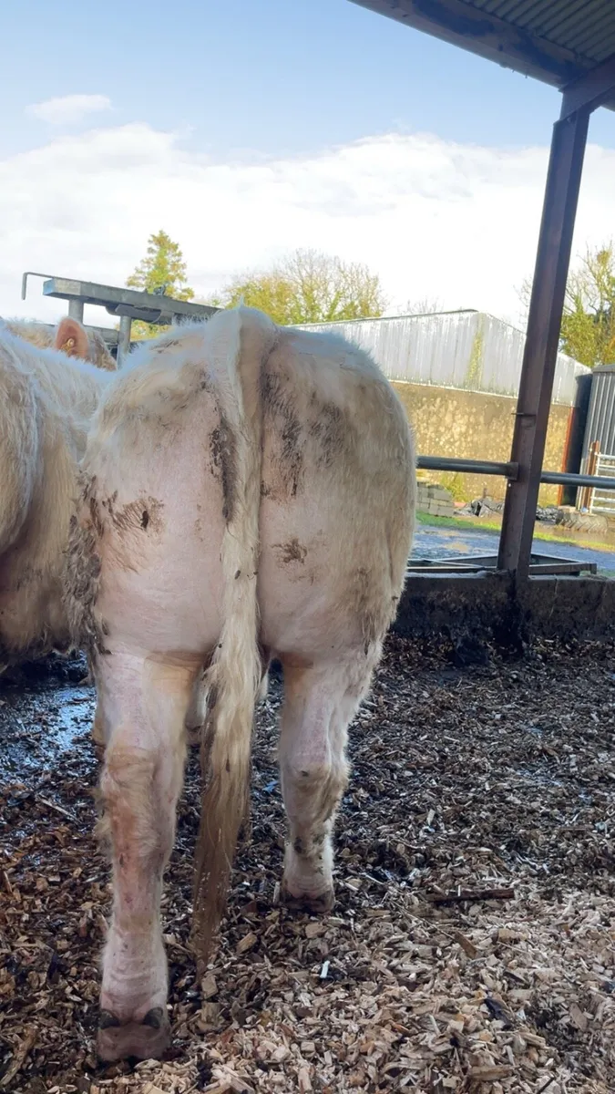 Charolais bull - Image 2