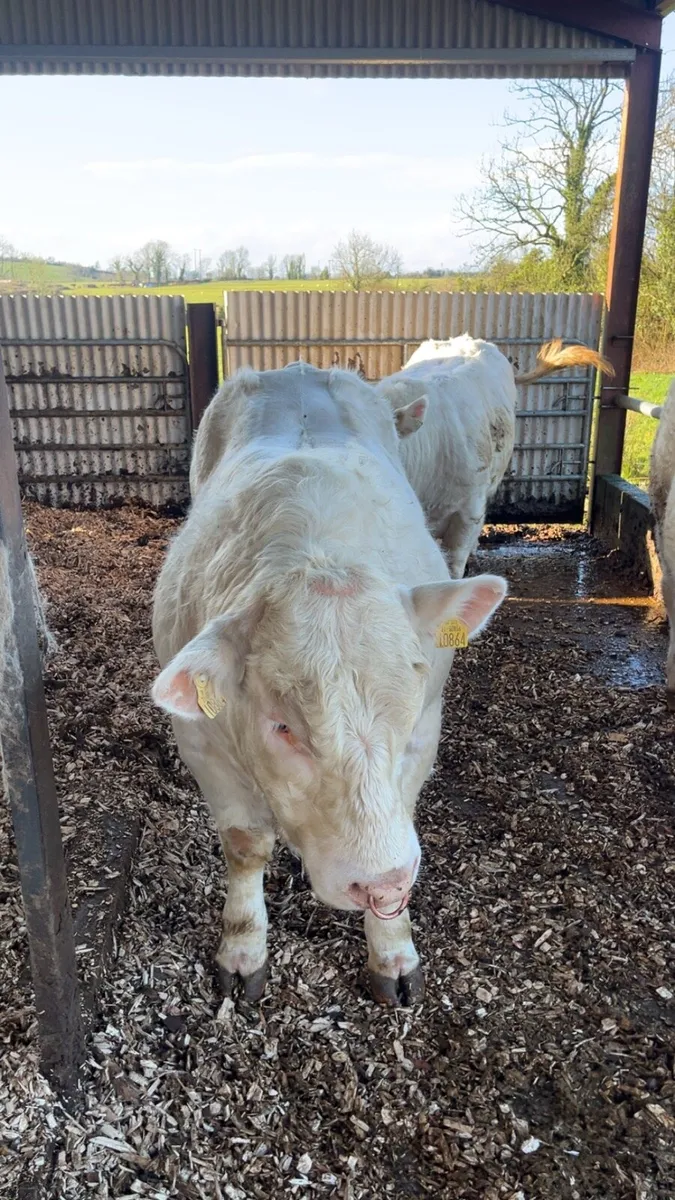 Charolais bull - Image 3