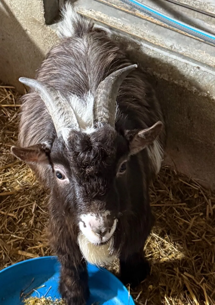 Pygmy  Twin girls also 1 year old chocolate Buck - Image 1