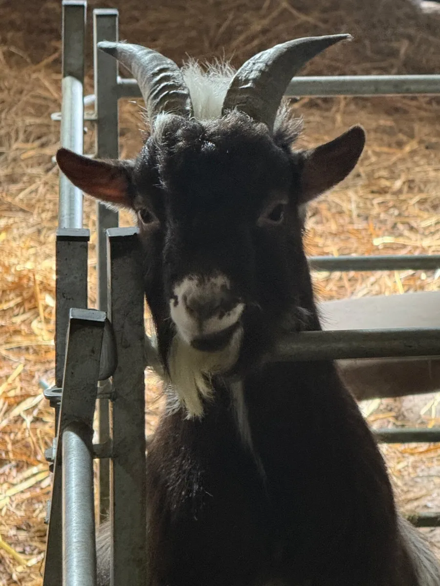 Pygmy  Twin girls - Image 4