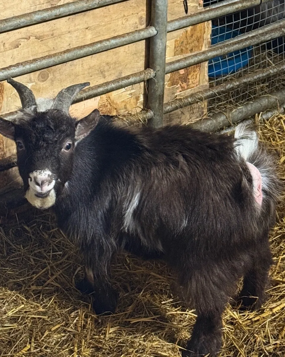 Pygmy  Twin girls also 1 year old chocolate Buck - Image 2