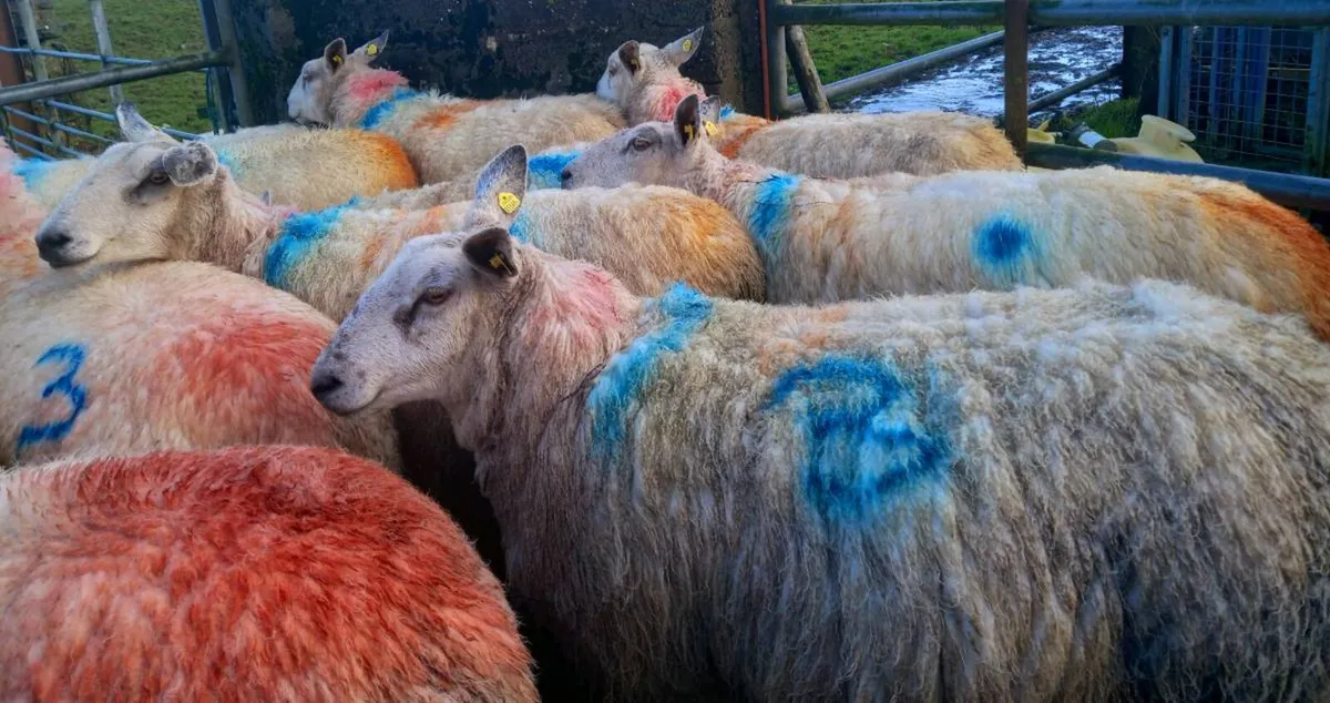 Aber Ewes - Image 2