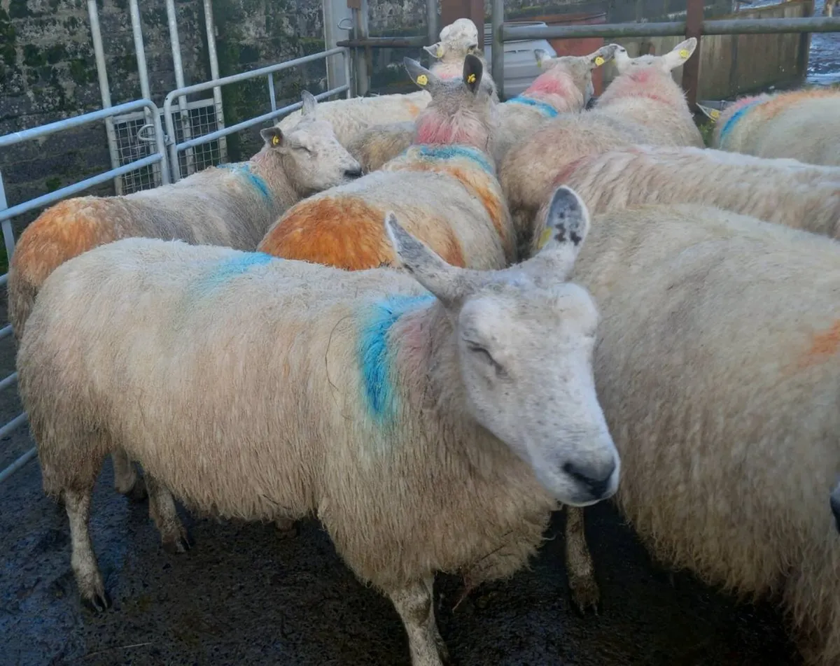 Aber Ewes - Image 1