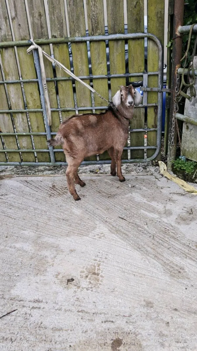 Goat for sale ,castrated - Image 4