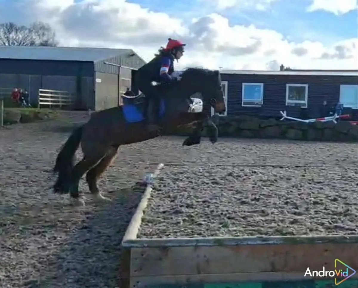 Connemara X Cob Pony - Image 1