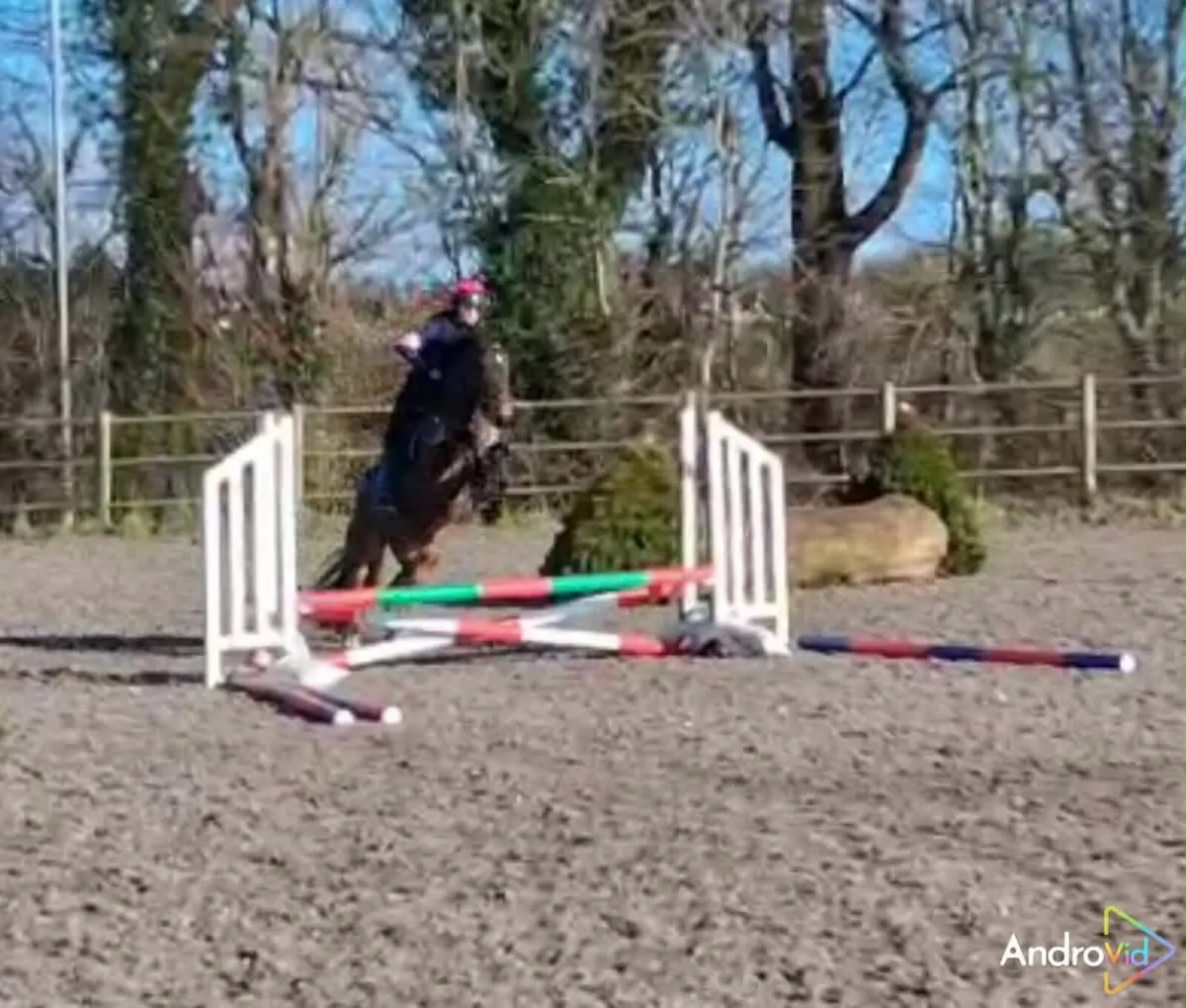 Connemara X Cob Pony - Image 3