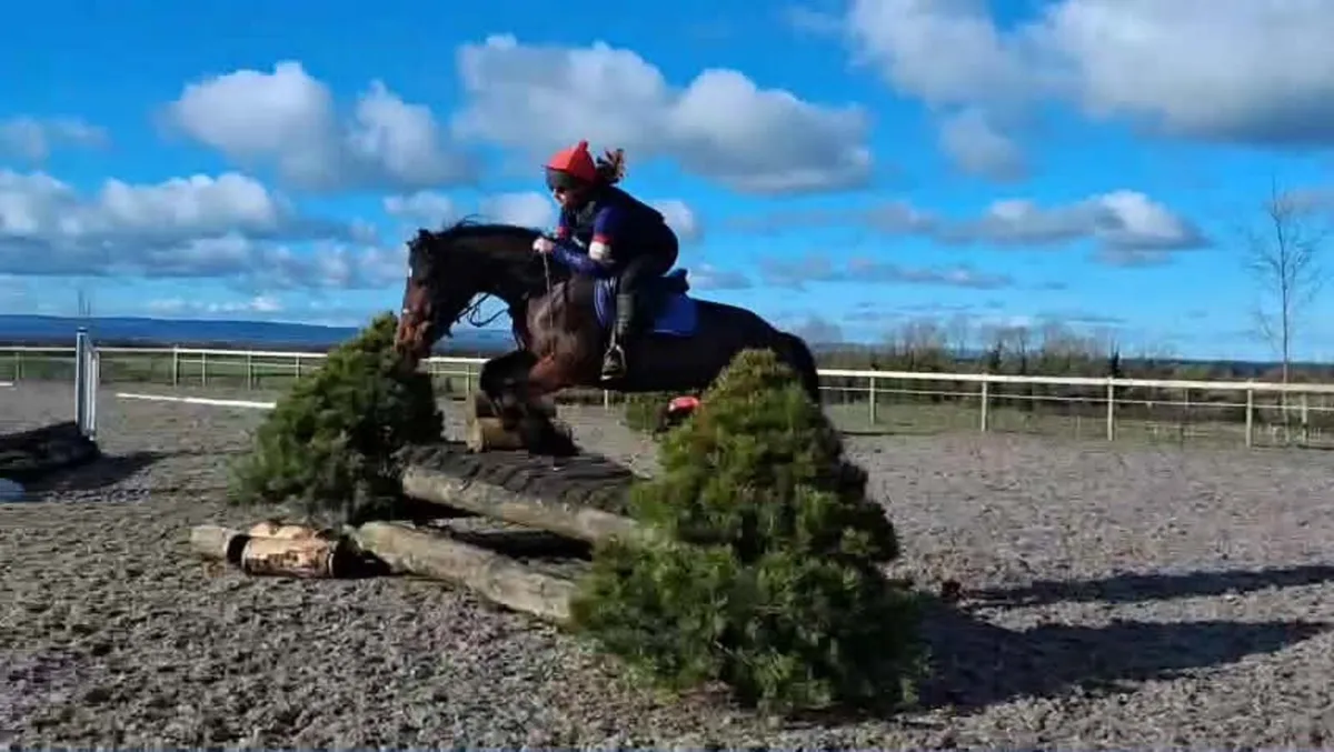 Connemara X Cob Pony - Image 4