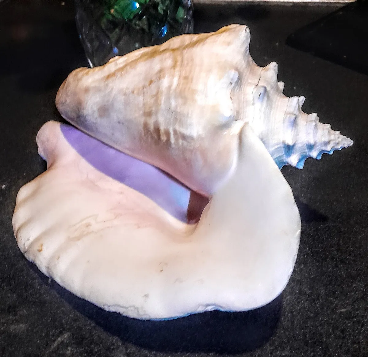 Beautiful large seashell - Image 1