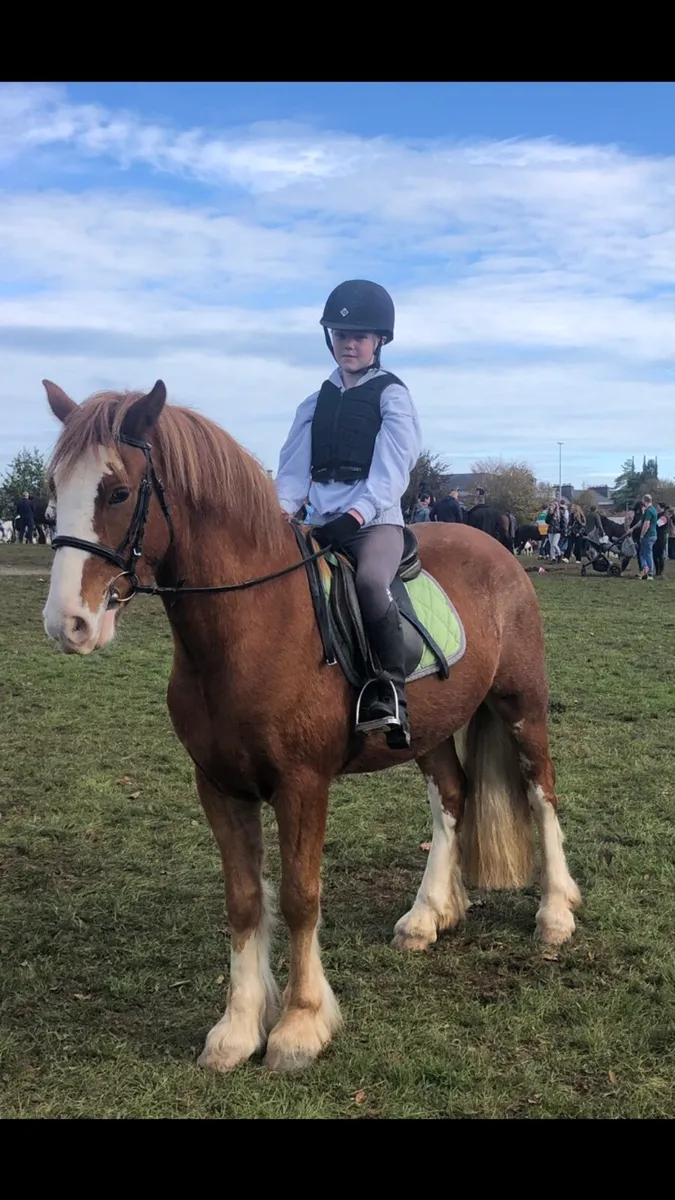 148 gelding - Image 4