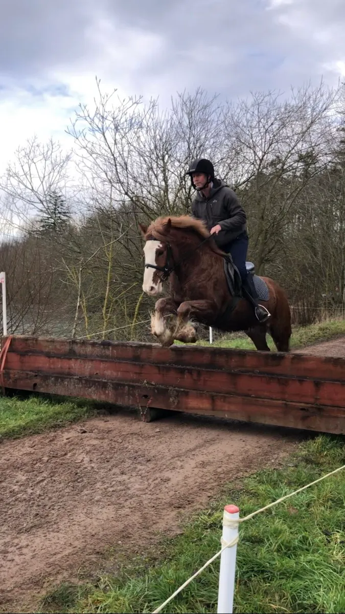 148 gelding - Image 2