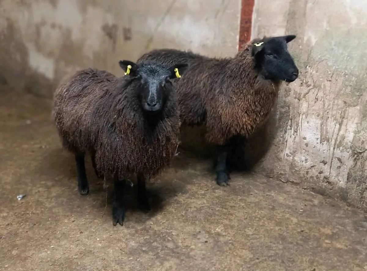 BLACK    EWE   LAMBS - Image 2