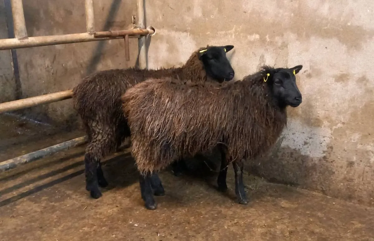 BLACK    EWE   LAMBS - Image 1