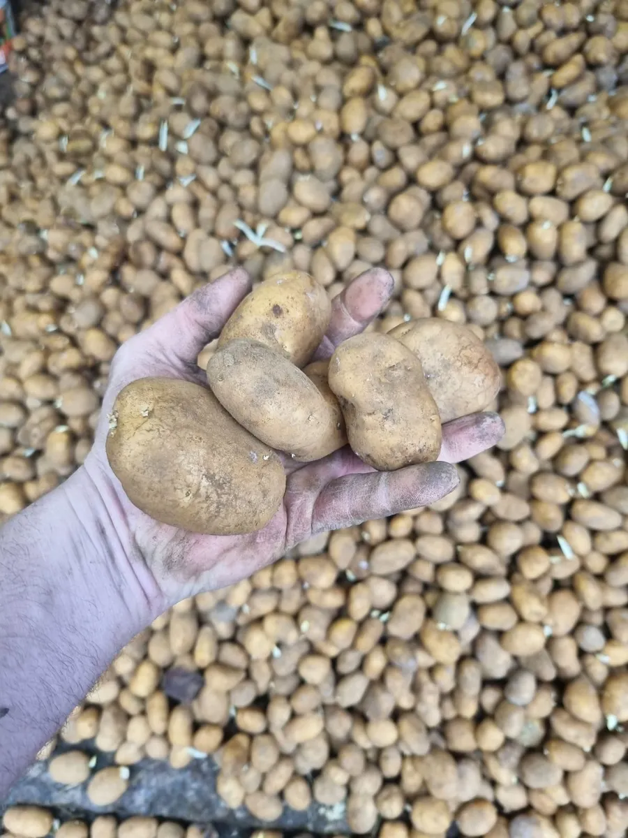 Potato seeds - Image 1