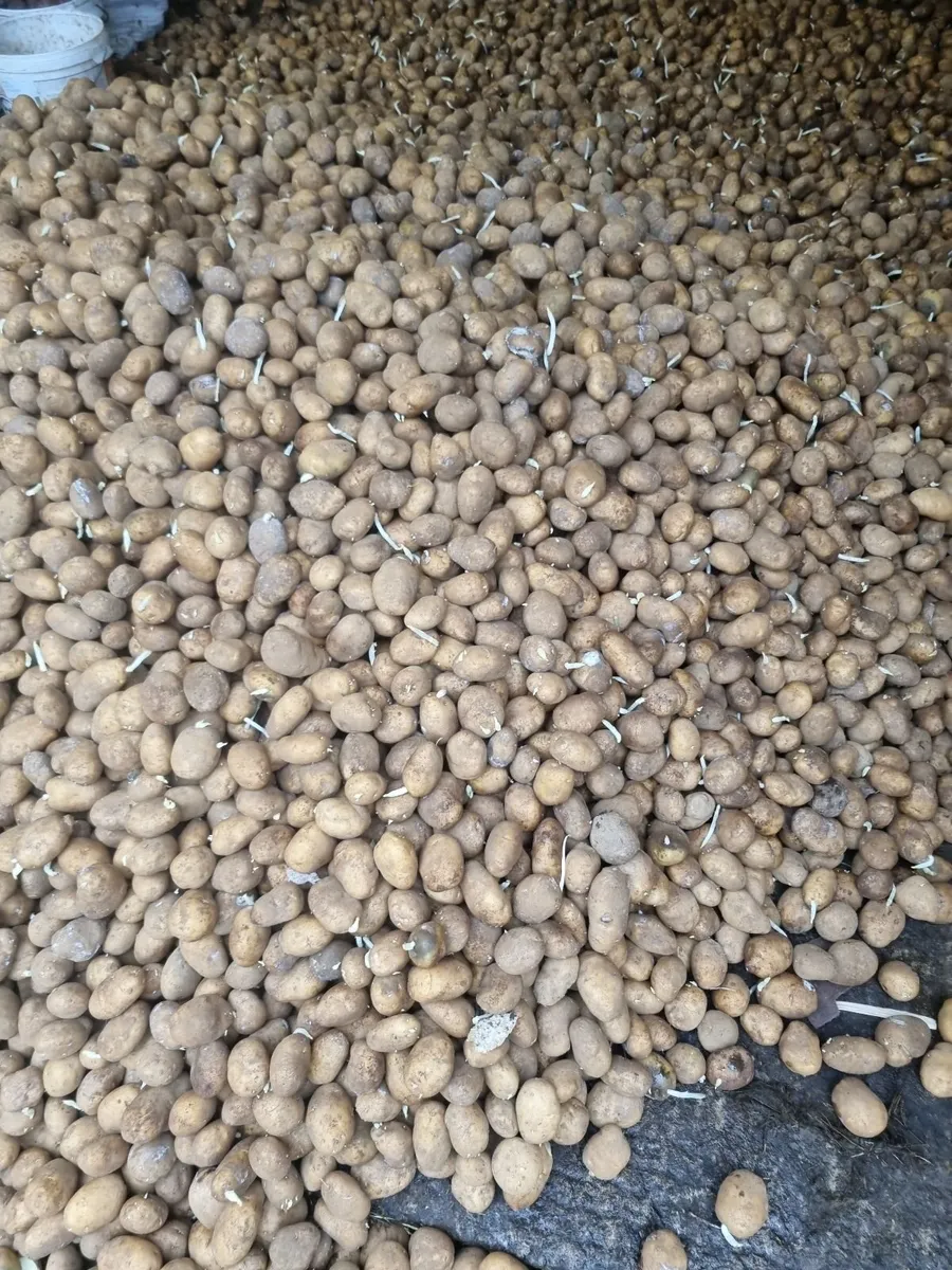 Potato seeds - Image 2