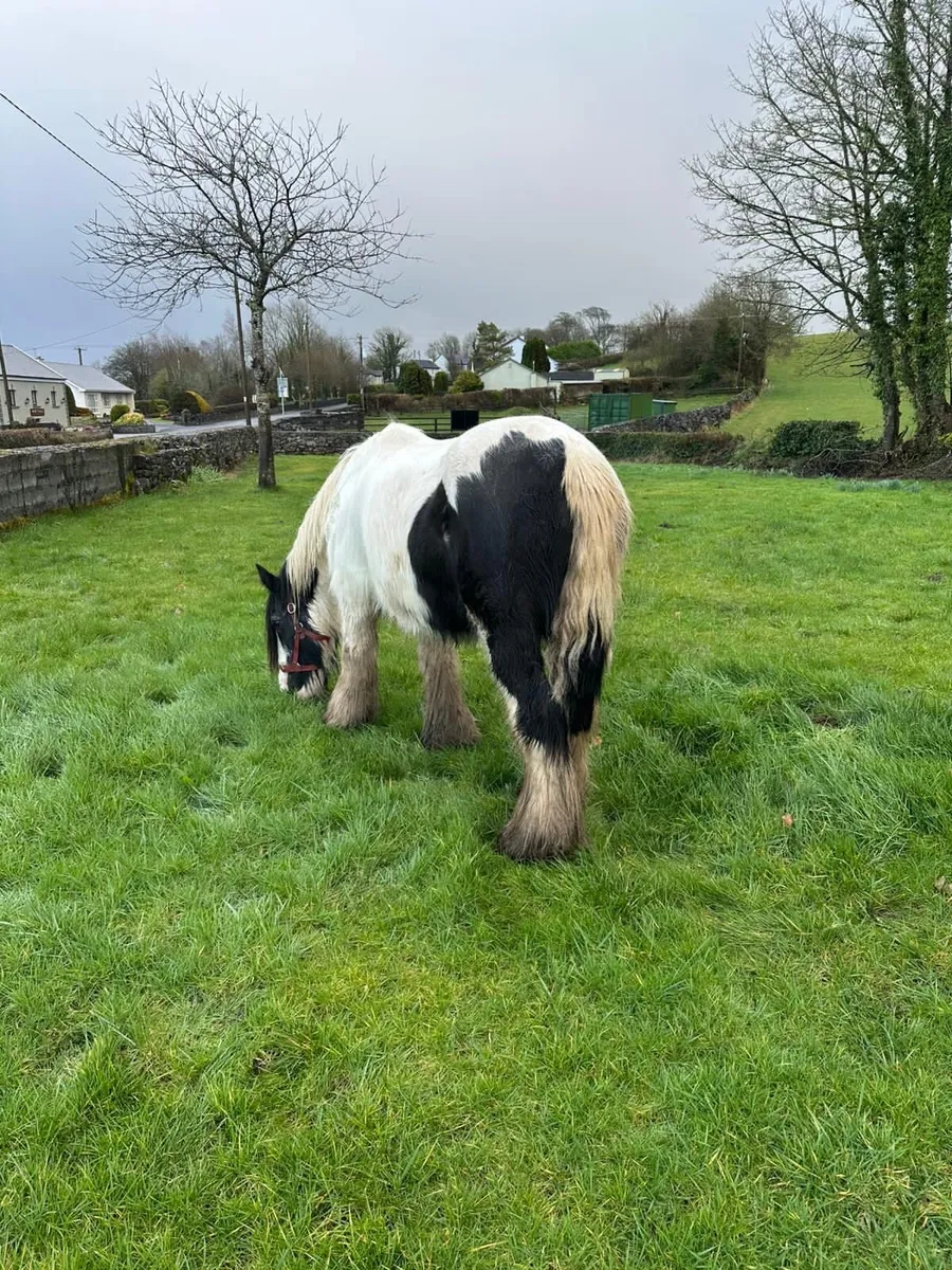 15,hands mare - Image 1