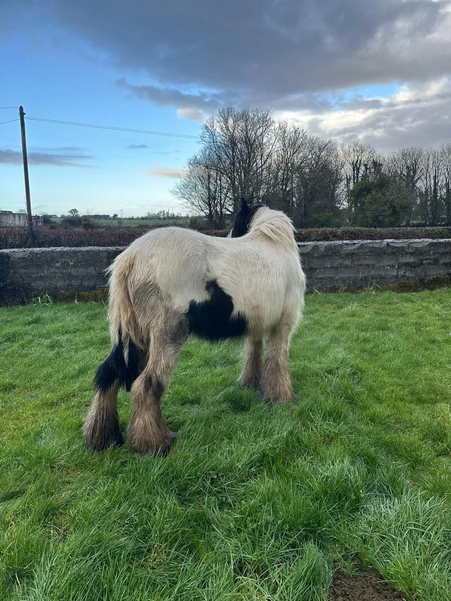 15,hands mare - Image 2